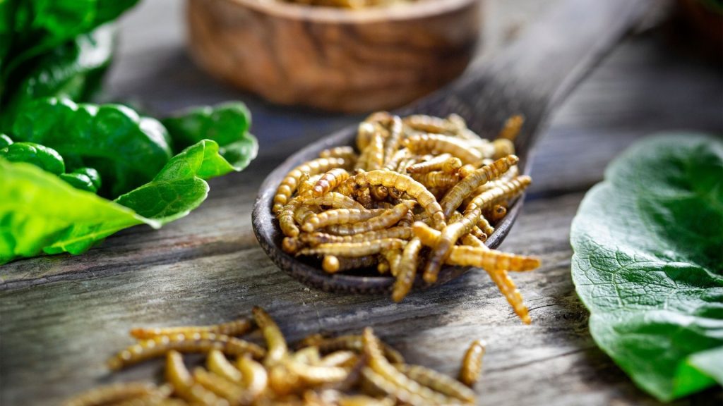 ŸNSECT renforce sa gouvernance et poursuit son ambition de nourrir durablement la planète Insectes dans une assiette