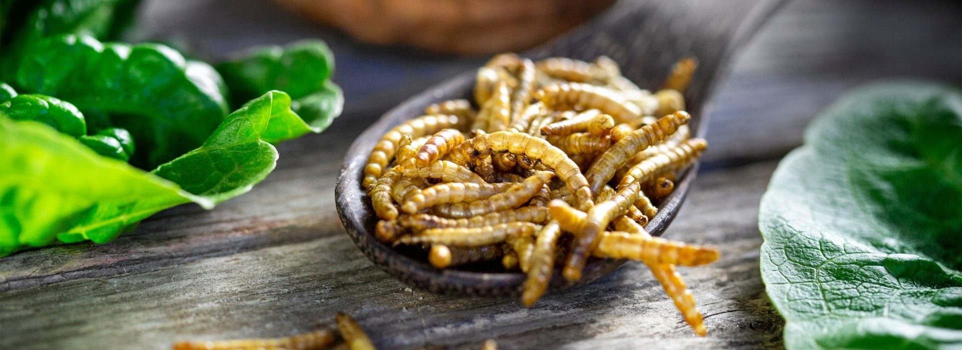 ŸNSECT renforce sa gouvernance et poursuit son ambition de nourrir durablement la planète Insectes dans une assiette