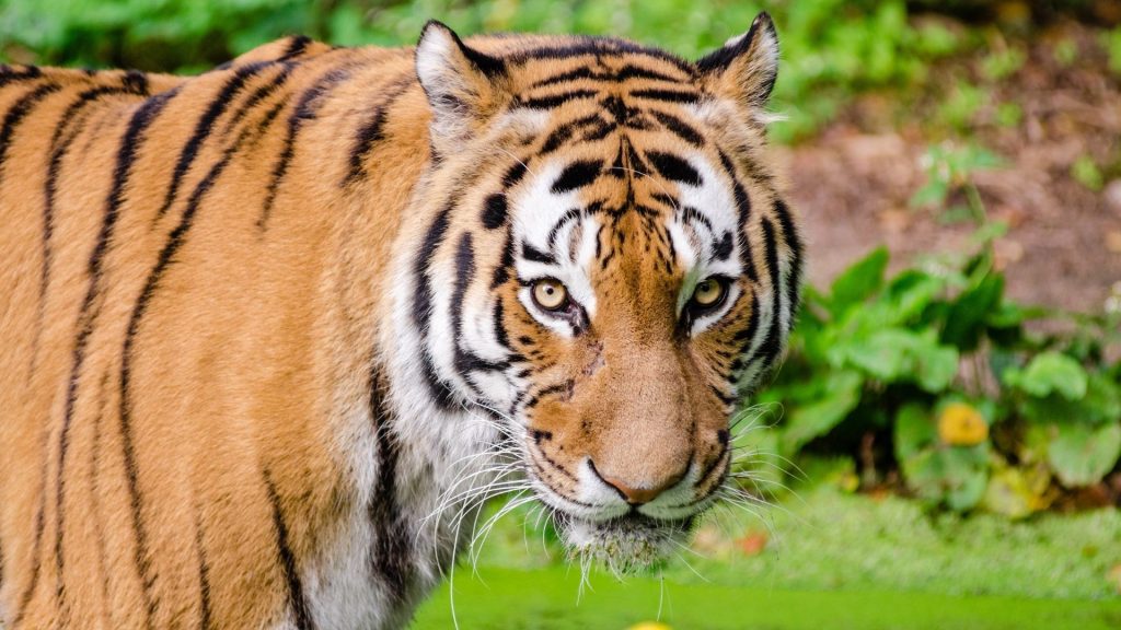 Les bons commerciaux pour les bonnes fonctions avec La Théorie des fauves Tigre