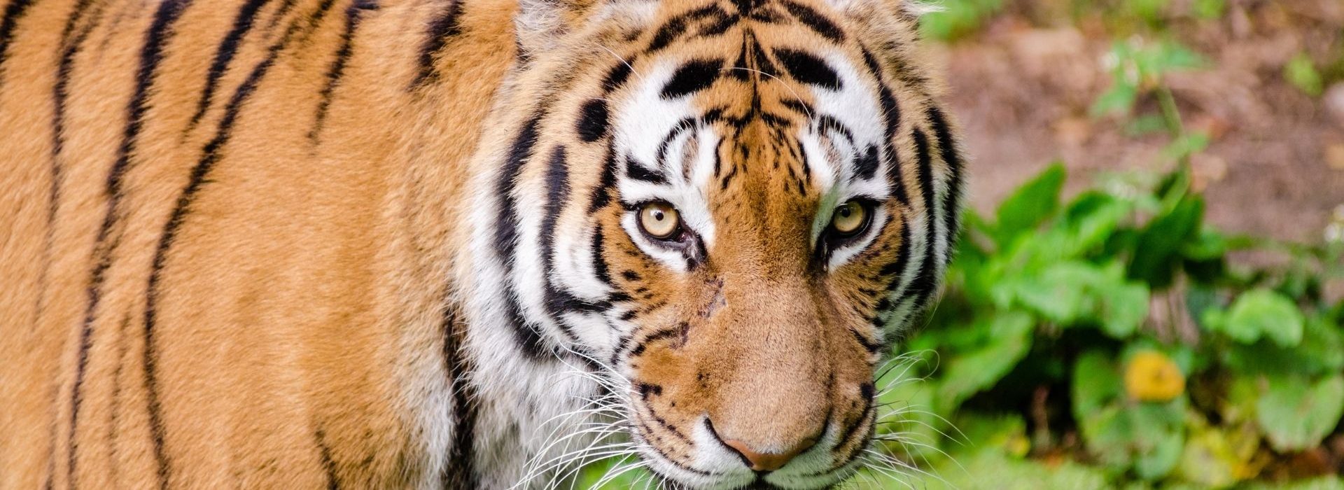 Les bons commerciaux pour les bonnes fonctions avec La Théorie des fauves Tigre