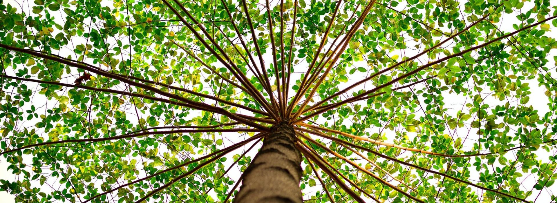 Accurafy 4, qui se positionne sur des entreprises en phase d’early stage, lance son 1er fonds fermé d’une taille cible de 30 à 50 M€. Arbre