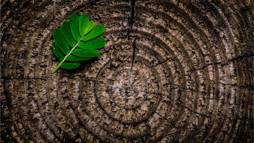 Les Prix EDF Pulse, pour soutenir et valoriser celles et ceux qui inventent le monde décarboné de demain Feuille sur un tronc d'arbre