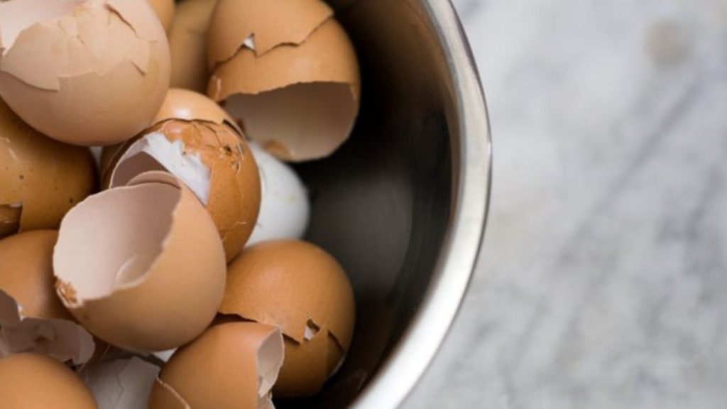 Circul’Egg clôture sa levée de fonds et industrialise son process Coquilles d'oeufs