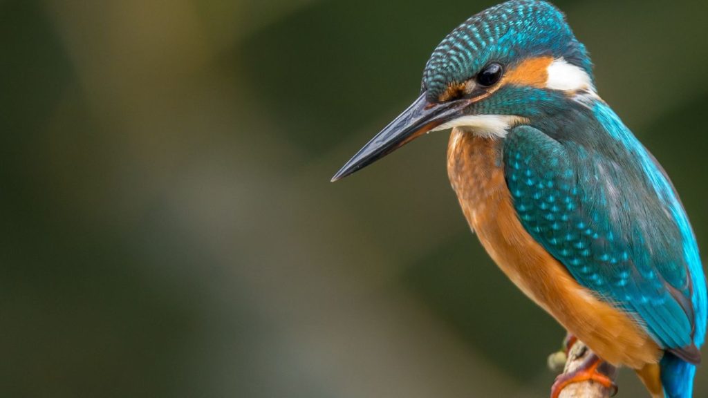 6ème Baromètre BrandGagement : Près de 9 Français sur 10 souhaitent des marques engagées Colibri