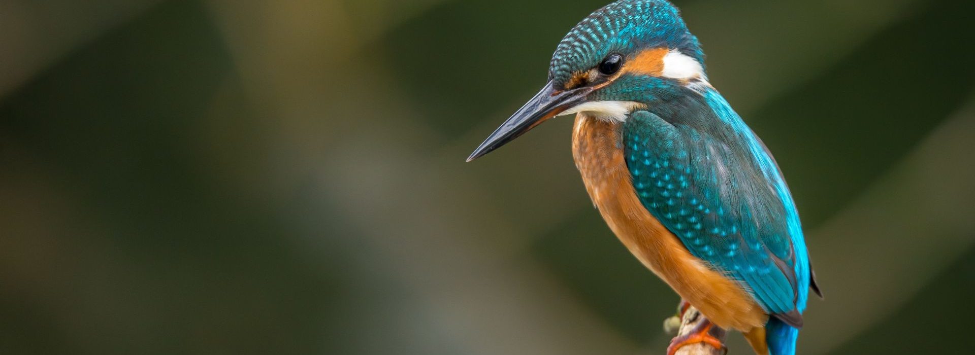 6ème Baromètre BrandGagement : Près de 9 Français sur 10 souhaitent des marques engagées Colibri