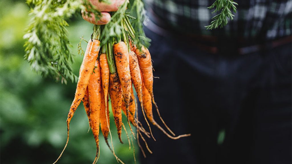 Popchef annonce une levée de fonds de 15 millions d’euros pour révolutionner le secteur de la restauration d’entreprise Carottes
