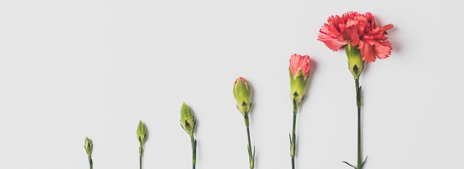 Ques critères définissent une stratup à impact ? Fleurs