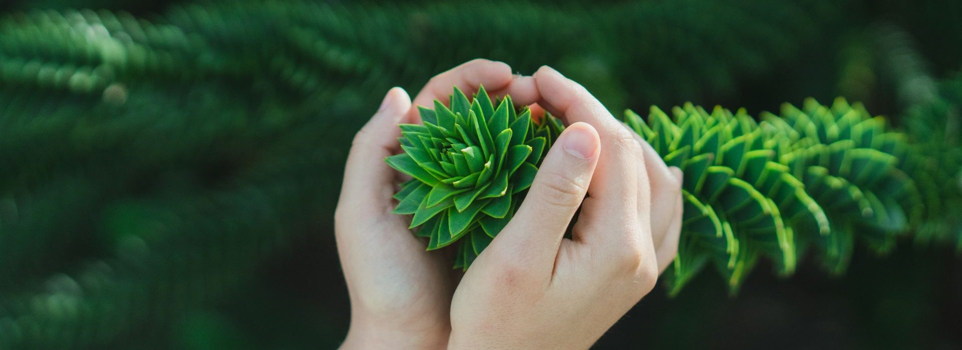 Interview Fanny Picard, créatrice fu dons à impact Alter Equity Plante dans les mains d'une personne
