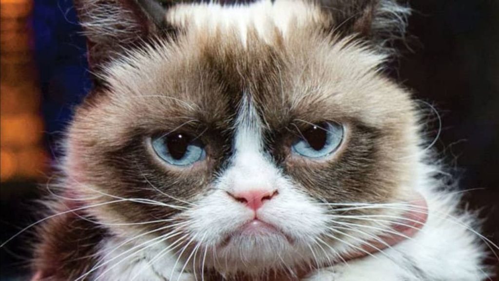 Comment ce format conçu pour le divertissement a-t-il pu se transformer en atout pour les entreprises ? Chat