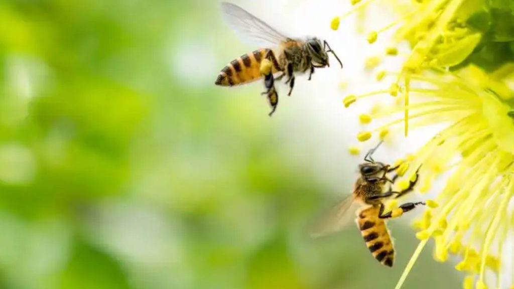 La climate-tech 3Bee annonce une levée de fonds de 5 millions d’euros pour accompagner la protection des pollinisateurs en France. Abeilles