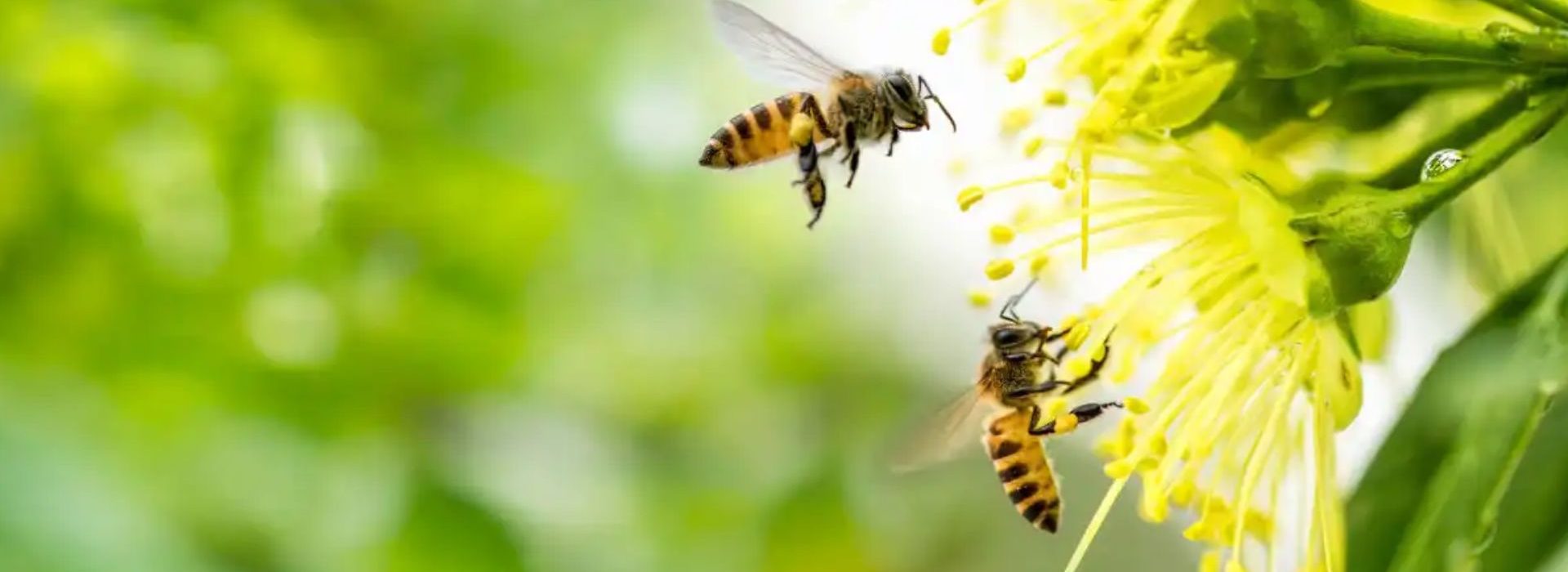 La climate-tech 3Bee annonce une levée de fonds de 5 millions d’euros pour accompagner la protection des pollinisateurs en France. Abeilles