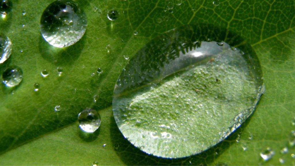 Feuille avec une goutte d'eau