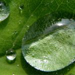 Feuille avec une goutte d'eau